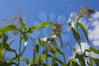 Corn plants field against bright blue sky.