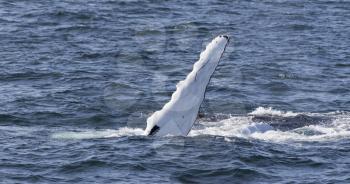 Whale watching experience off the coast of Atlantic.