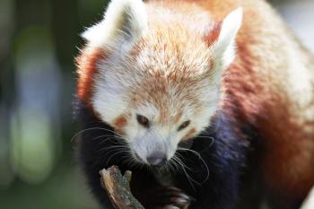 Cute Red Panda posing for the camera.