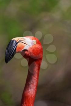 Beautiful pink flamingoes in a flock.