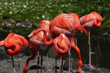 Beautiful pink flamingoes in a flock.