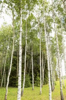 Birch tree forest in a Russian countryside.
