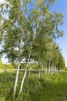 Birch tree forest in a Russian countryside.