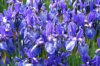 beautiful iris flowers background