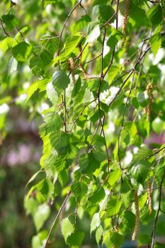 branch of a spring birch tree with green foliage