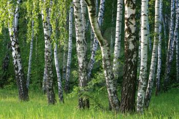 birch trees in a summer forest