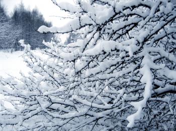 winter bush under a snow