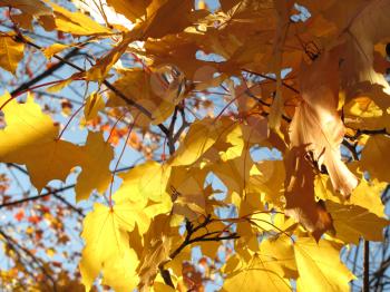 beautiful autumn leaves of maple tree glowing in sunlight