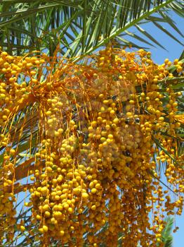 close up of palm tree with fruits