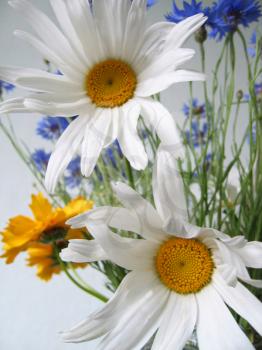 bouquet of flowers (chamomile, cornflower, coreopsis)