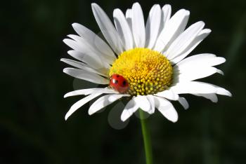 Ladybug sits on a Camomile flower