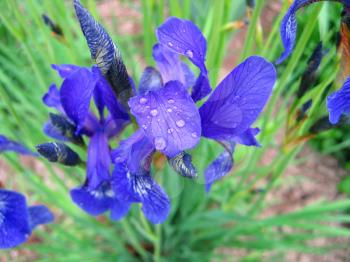 Close-up of iris flowers with water drops 