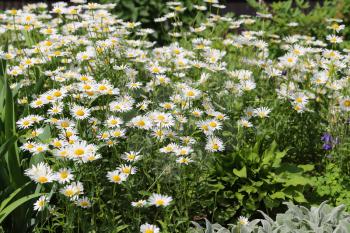 A bed of summer daisies