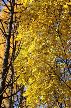 Beautiful bright yellow autumn trees