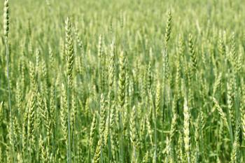 Natural background with green wheat ears