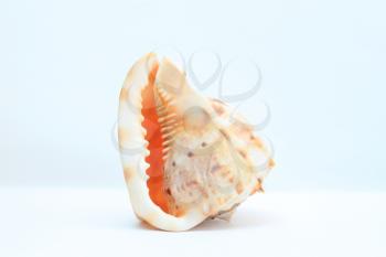 Sea shell on a light background