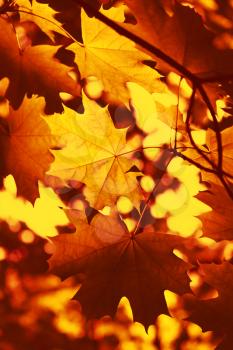 Beautiful autumn background with leaves of maple tree