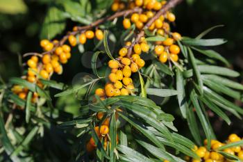 Branch of bright sea buckthorn berries