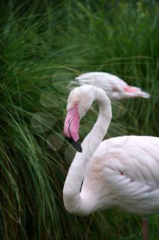Greater Flamingo (Phoenicopterus roseus) 