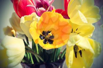 Bouquet of colorful spring tulips closeup