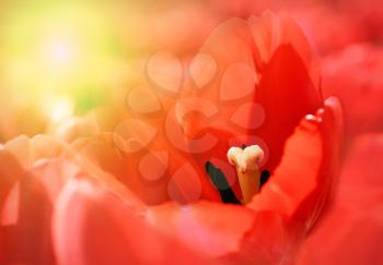 Bright nature background with sunny red beautiful tulip