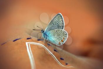 Beautiful butterfly sitting on beige fabric background