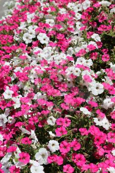 Beautiful flowers of pink and white petunia, nature background