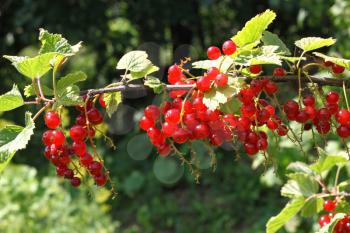 Branch of bright red currants in summer garden