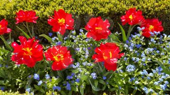Bright beautiful Tulips and Forget Me Not flowers