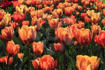 Beautiful bright red spring tulips glowing in sunlight
