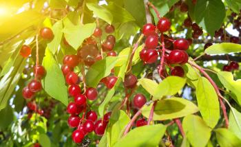 Closeup of bright berries of bird cherry in sunlight