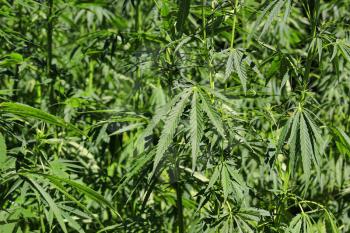 Closeup of green fresh cannabis plant (hemp, marijuana)