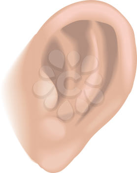 Royalty Free Clipart Image of an Ear