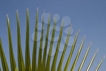 Close-up of palm leaves, Garden of Five Senses, Saidul Ajaib, New Delhi, India