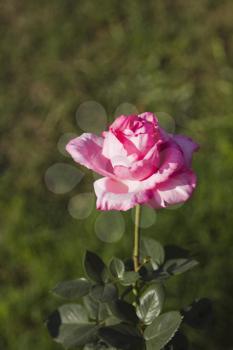 Close-up of a pink rose, Gwalior, Madhya Pradesh, India