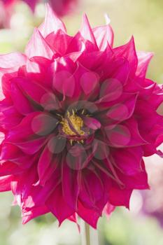 Close-up of a Dahlia flower, Gwalior, Madhya Pradesh, India