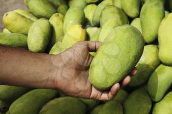 Close-up of a man's hand holding a mango