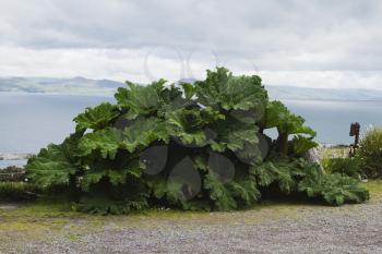 Plant at lakeside, Lakes of Killarney, County Kerry, Republic of Ireland