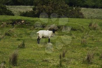 Sheep standing on a hill, Killarney National Park, Killarney, County Kerry, Republic of Ireland