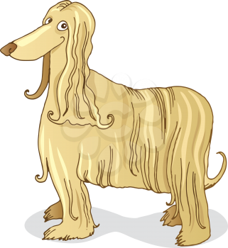 Royalty Free Clipart Image of an Afghan Hound