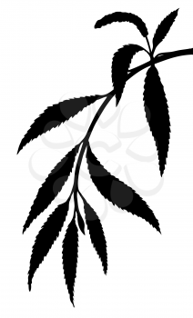 Royalty Free Clipart Image of an Osier Branch Silhouette
