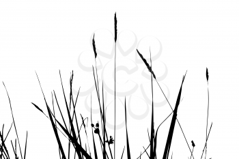 Royalty Free Clipart Image of Bulrushes