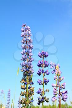 lupines