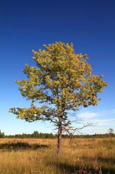 yellow oak on autumn field