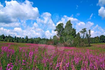 summer field