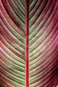 detailed texture of the red sheet tree