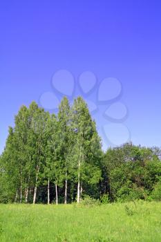 birch copse on summer field