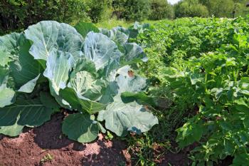 head of cabbage in vegetable garden