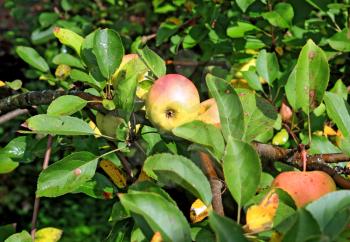 apple on branch in autumn garden