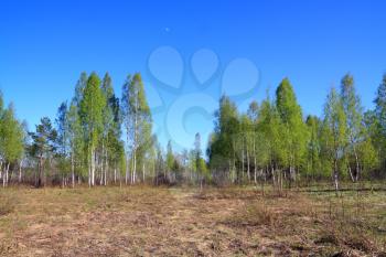 birch copse on springr field 